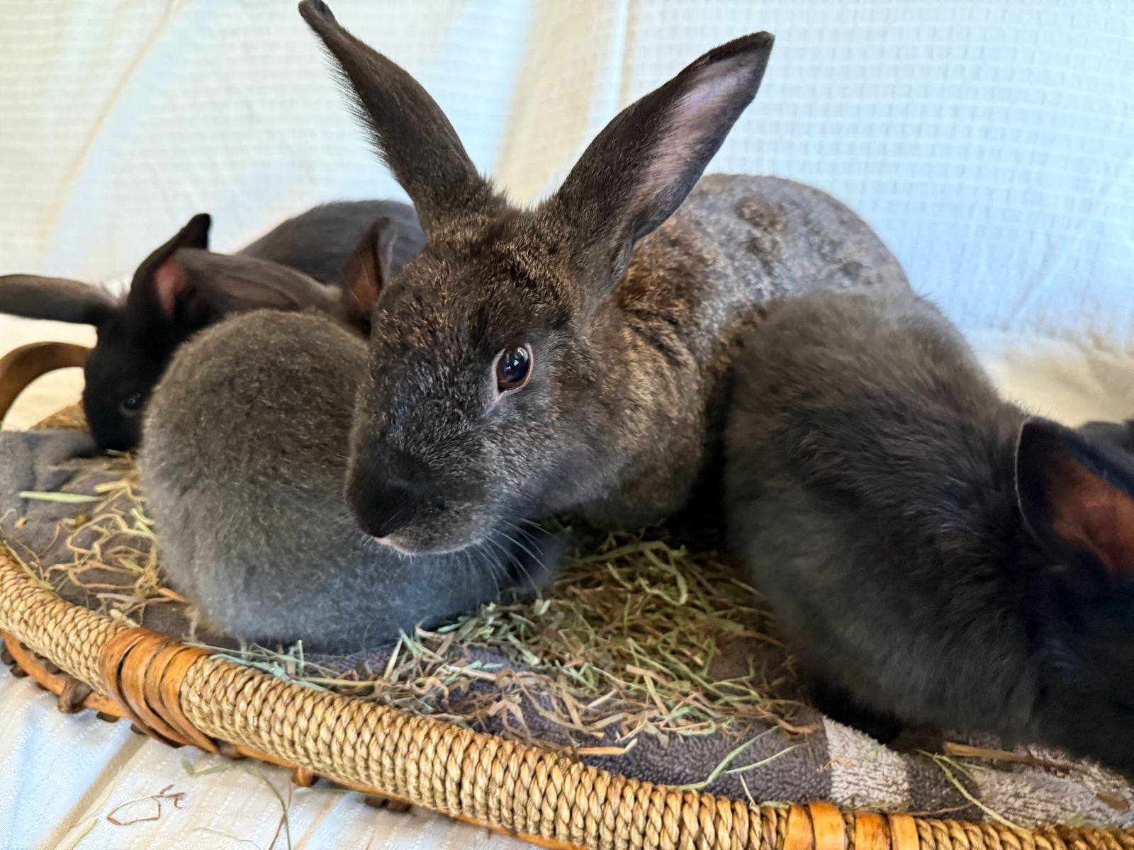 Adult Female Bunny - Adopt