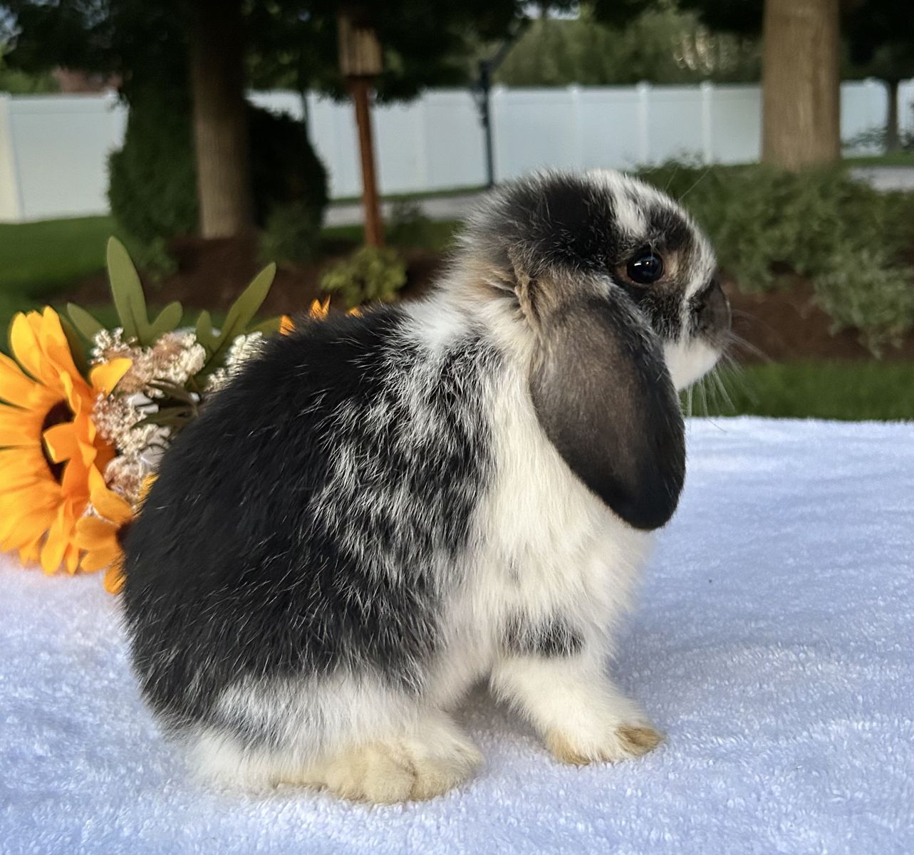 Purebred Holland Lop Baby Ready Now