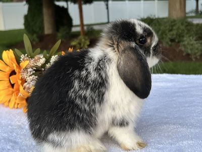Purebred Holland Lop Baby Ready Now