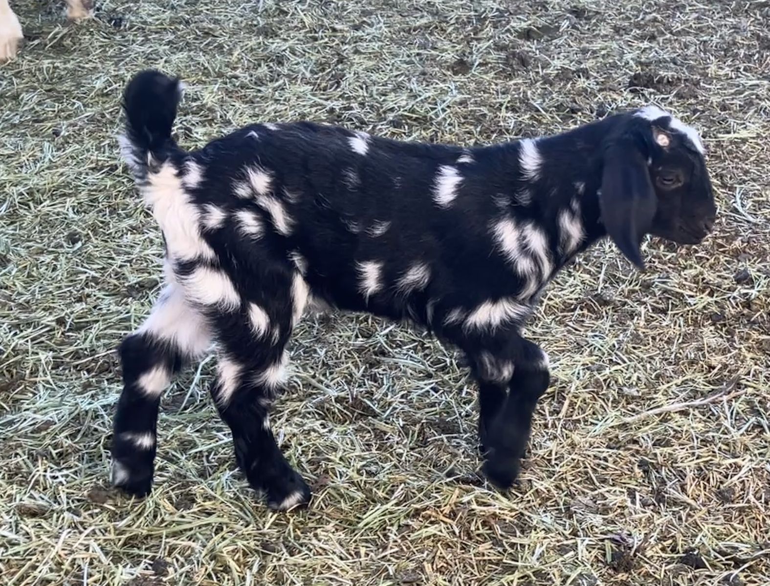High percentage boer buckling