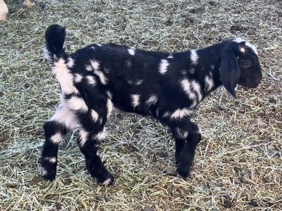 High percentage boer buckling