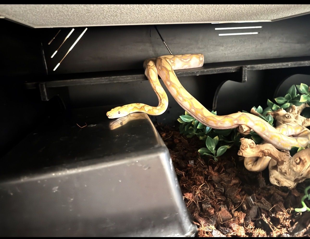 Super dwarf Retic