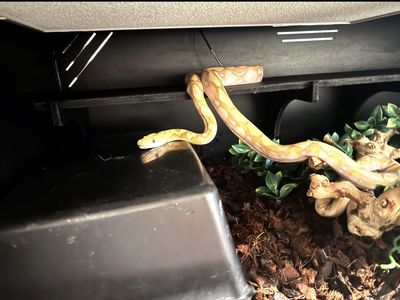 Super dwarf Retic