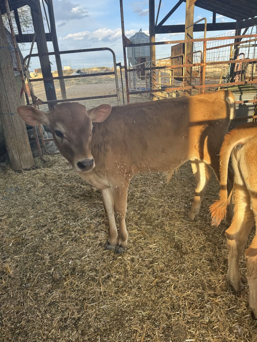Jersey bull calves