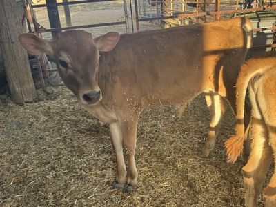 Jersey bull calves