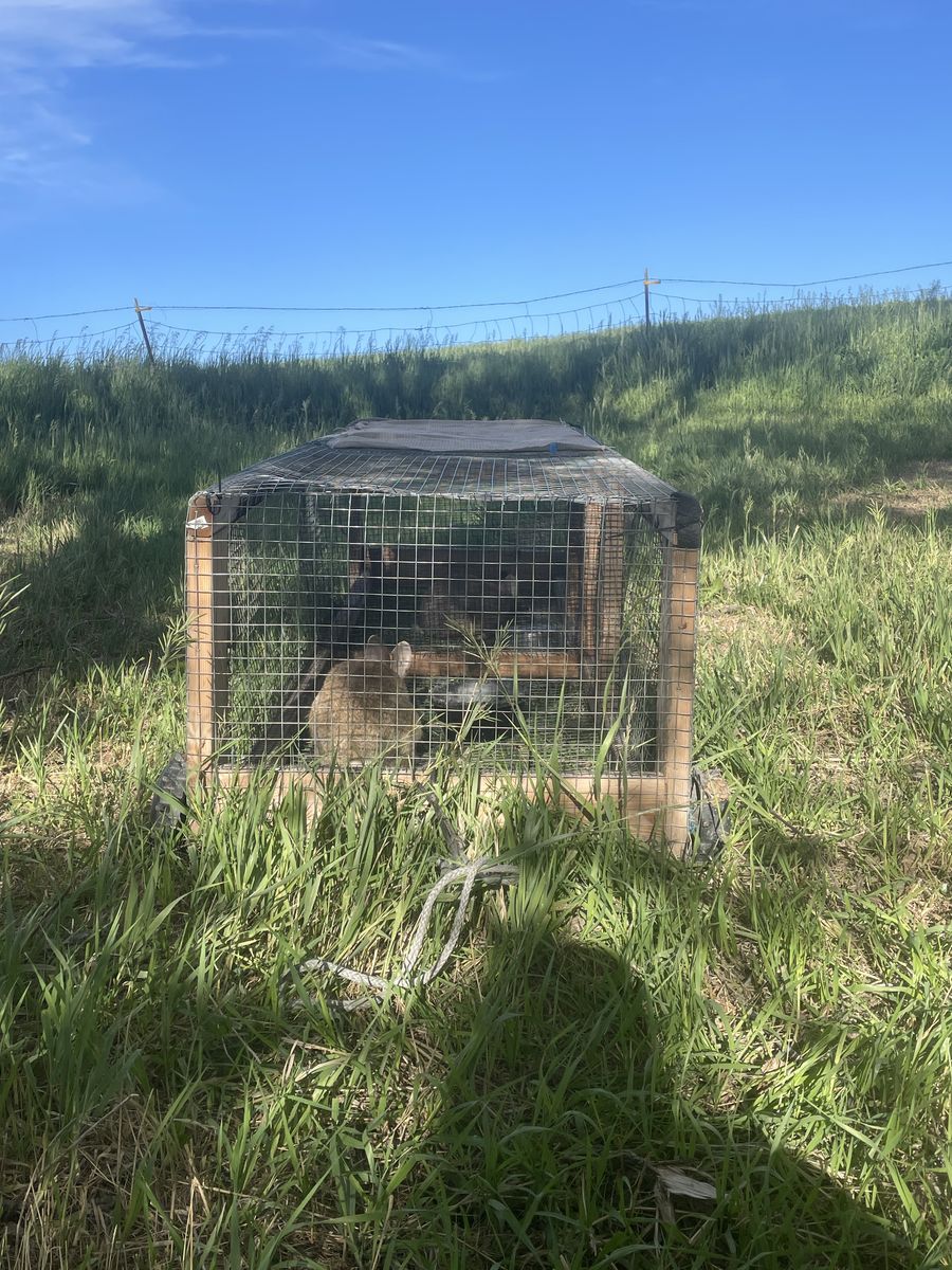 Bundle of Bunnies