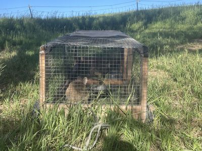 Bundle of Bunnies
