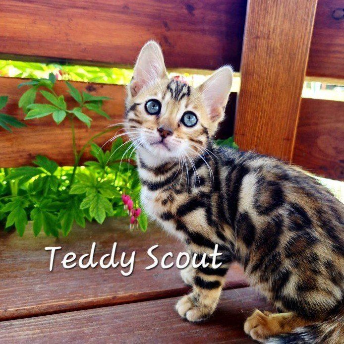 Cutest Bengal Kitten - Playful, Sweet, and Family-Raised- TICA papers