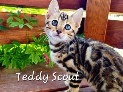 Cutest Bengal Kitten - Playful, Sweet, and Family-Raised- TICA papers