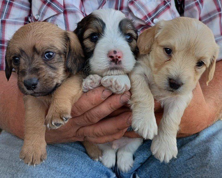 Shipoo/mini dachshund puppies