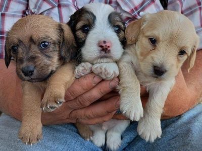 Shipoo/mini dachshund puppies