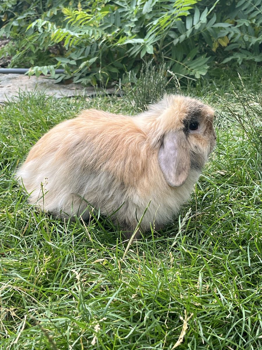 Pedigree holland. Lop bunny