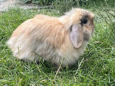 Pedigree holland. Lop bunny