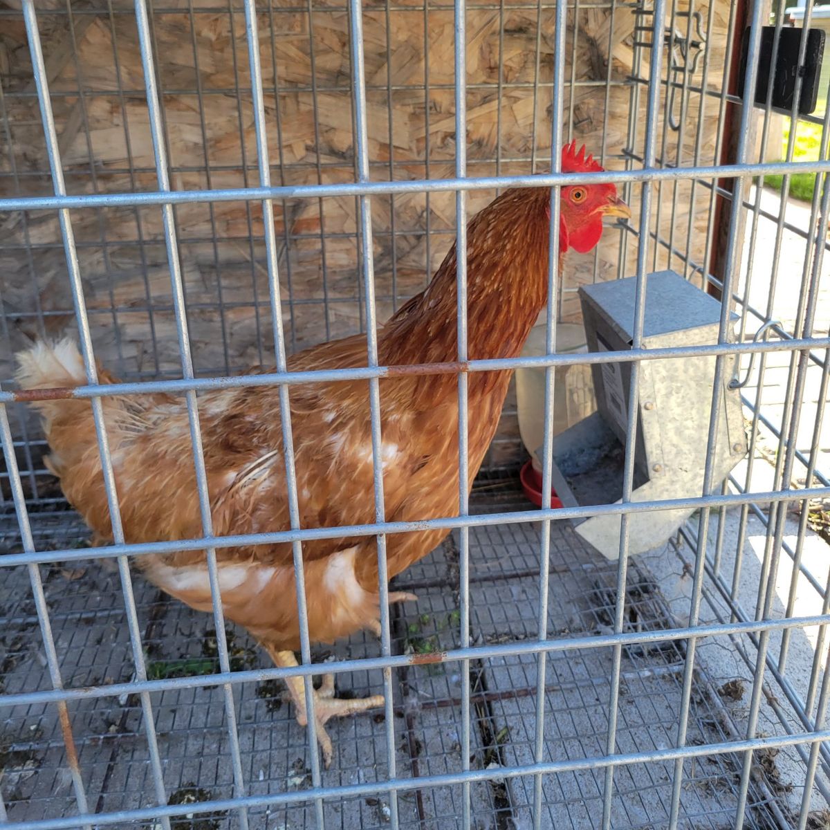 3-4yo chicken/hen