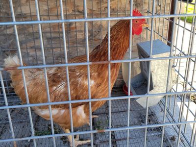 3-4yo chicken/hen