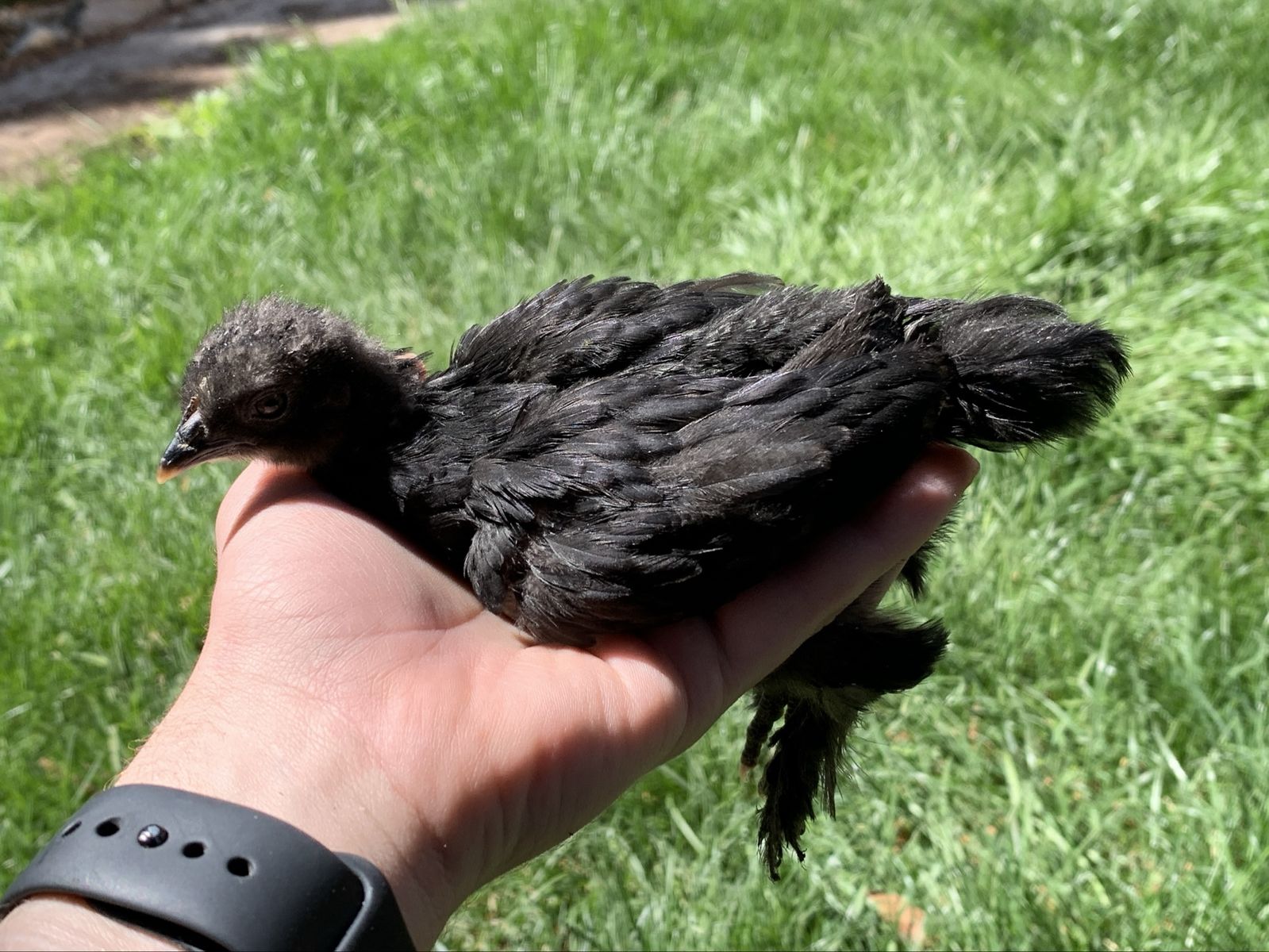 Black Bantam Cochin Chick