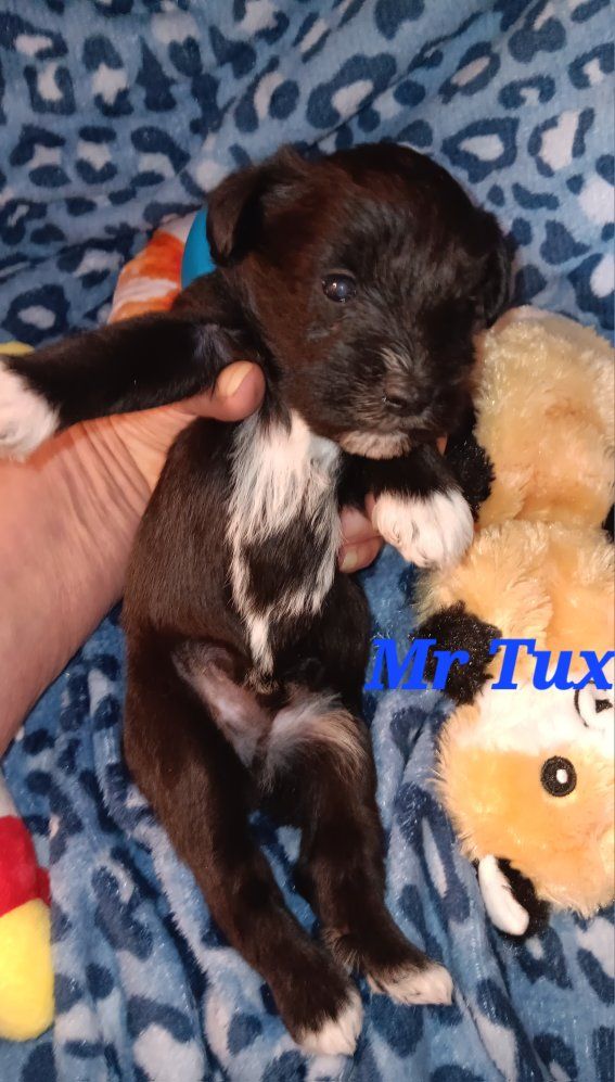 Miniature Schnauzer Mr Tux