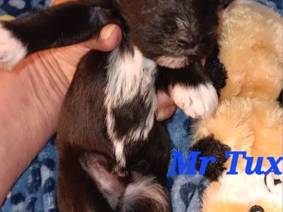 Miniature Schnauzer Mr Tux