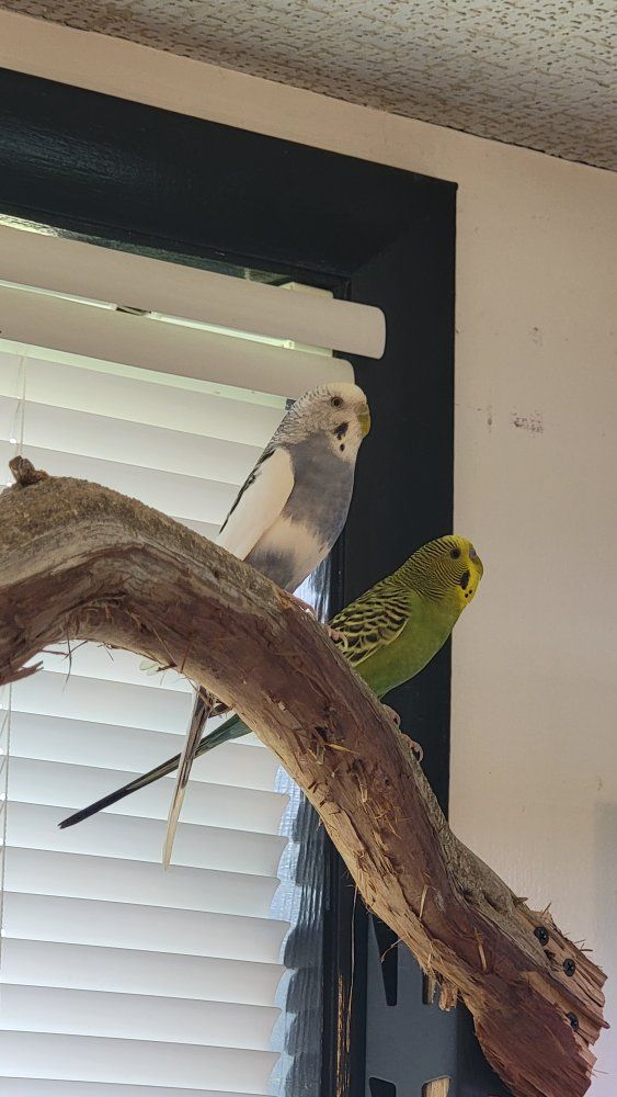 Please save Spice and Luigi 
