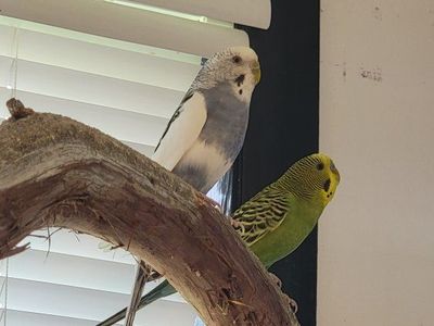 Please save Spice and Luigi