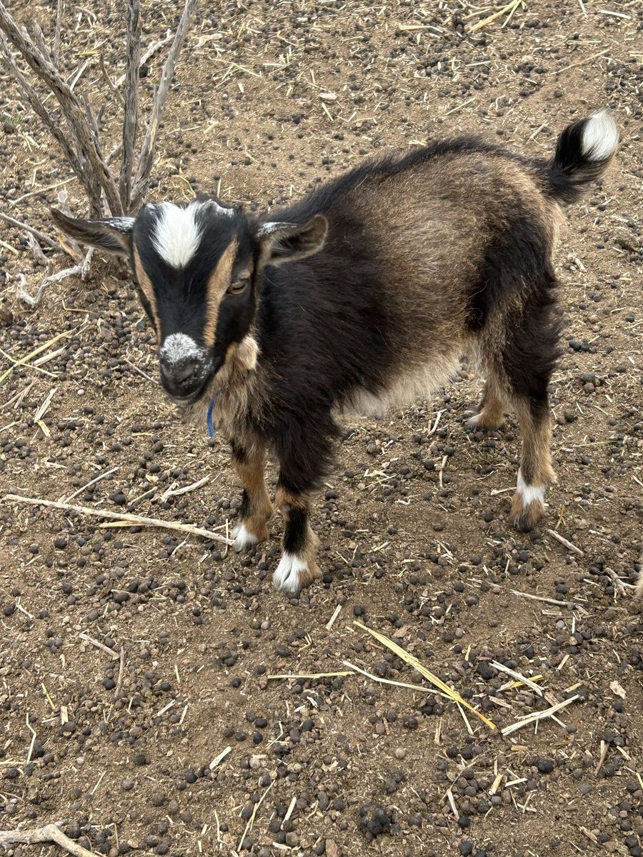 Male miniature Nigerian goat