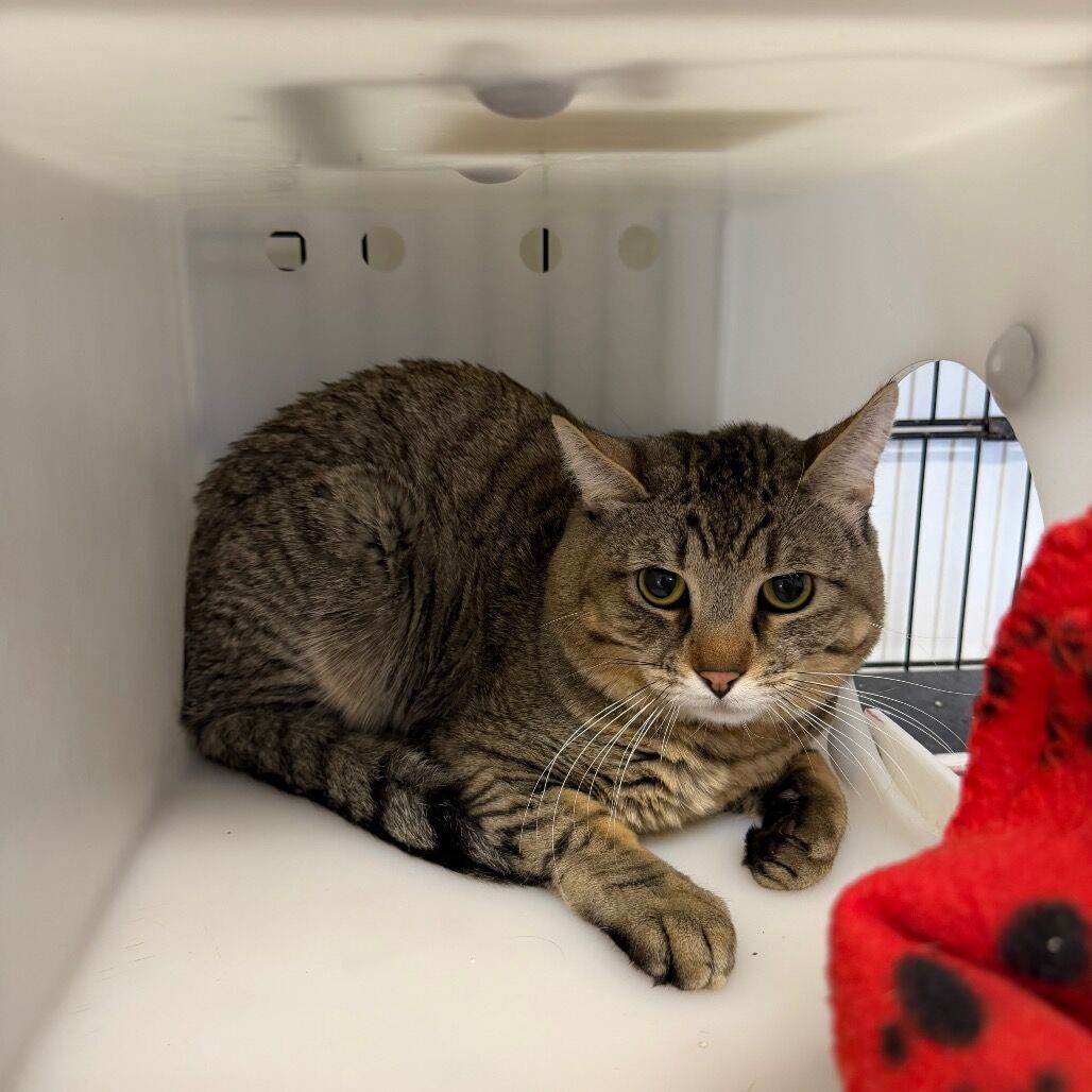 Hello my name is Luau