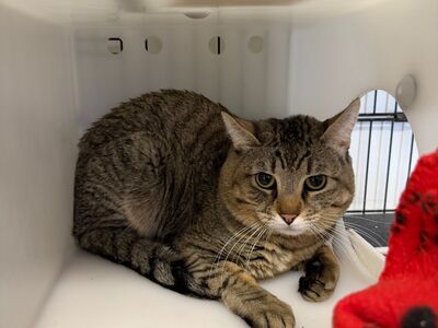 Hello my name is Luau