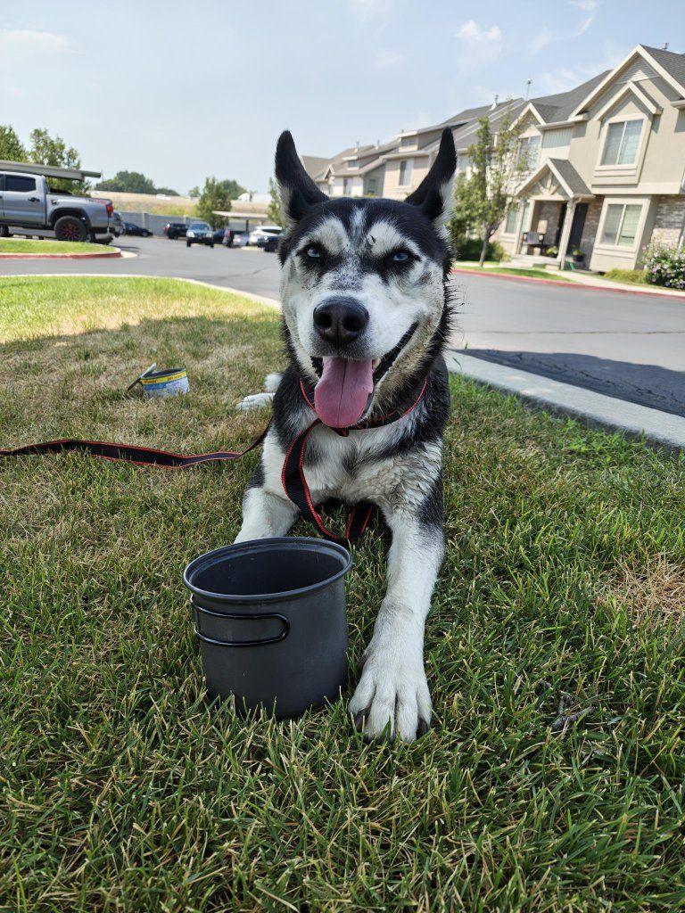 Female Husky Found Near Independence Avenue - Ask Your Friends If Their Husky Is Missing!