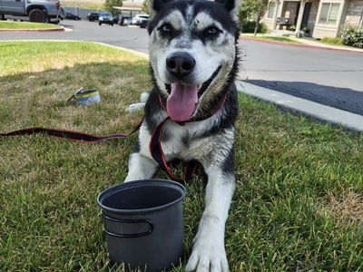 Female Husky Found Near Independence Avenue - Ask Your Friends If Their Husky Is Missing!