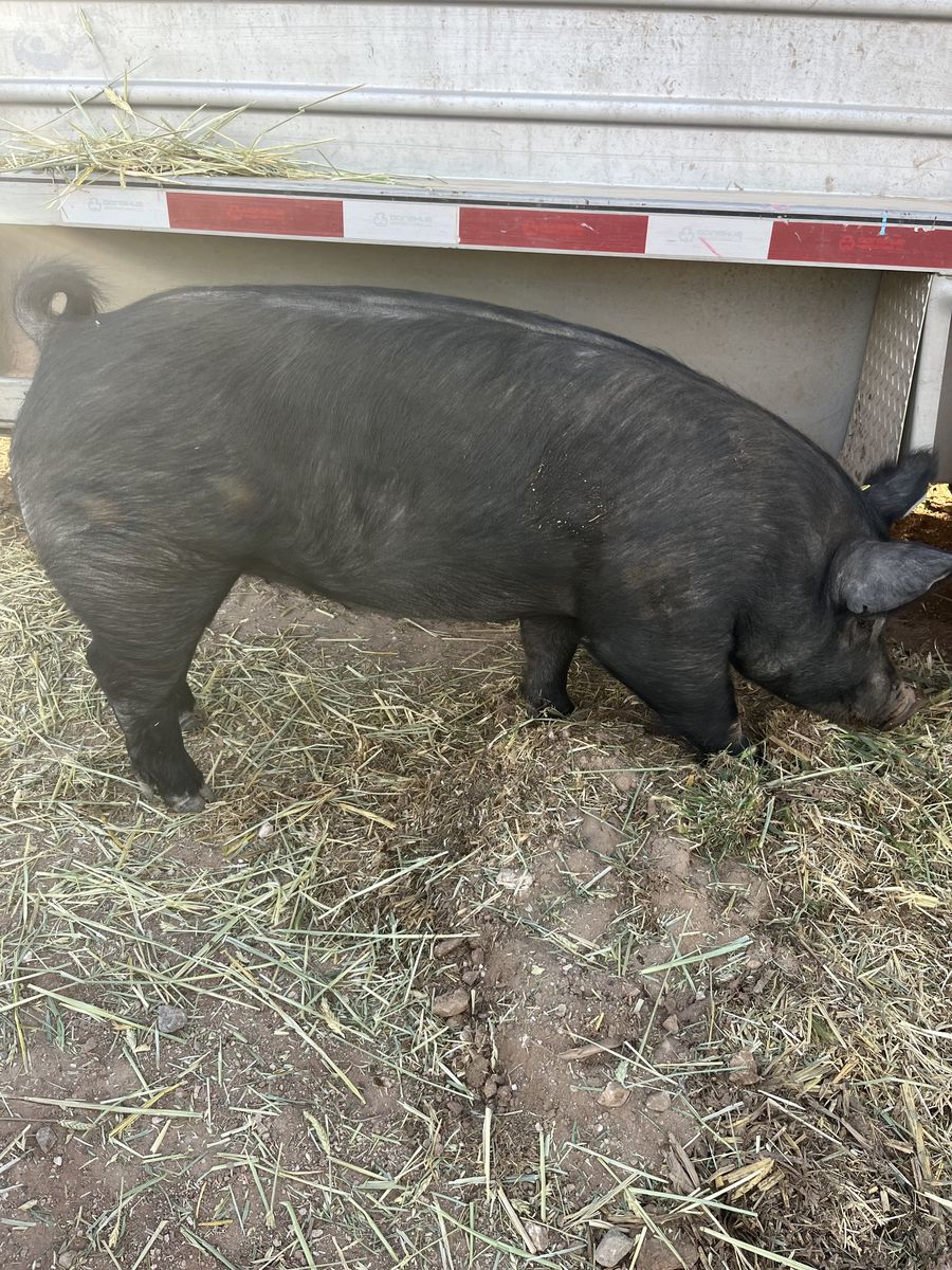Finished butcher hog
