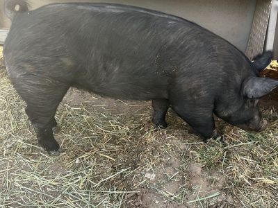 Finished butcher hog