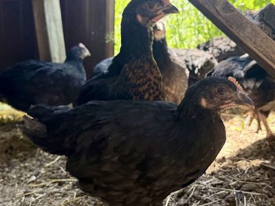 Barnyard Mix Chicks