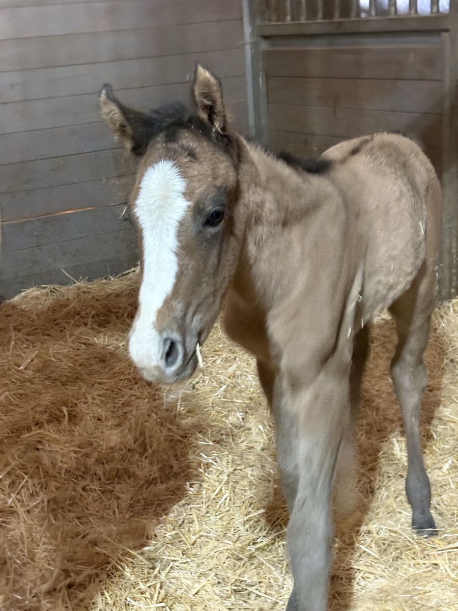 Grulla Filly out of Xzara x Hesa SailIn Perty 5/3