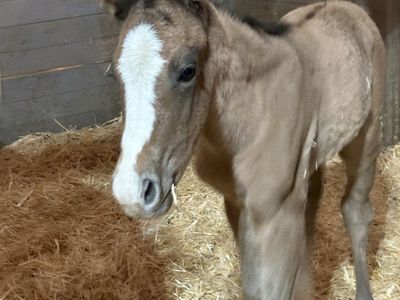 Grulla Filly out of Xzara x Hesa SailIn Perty 5/3