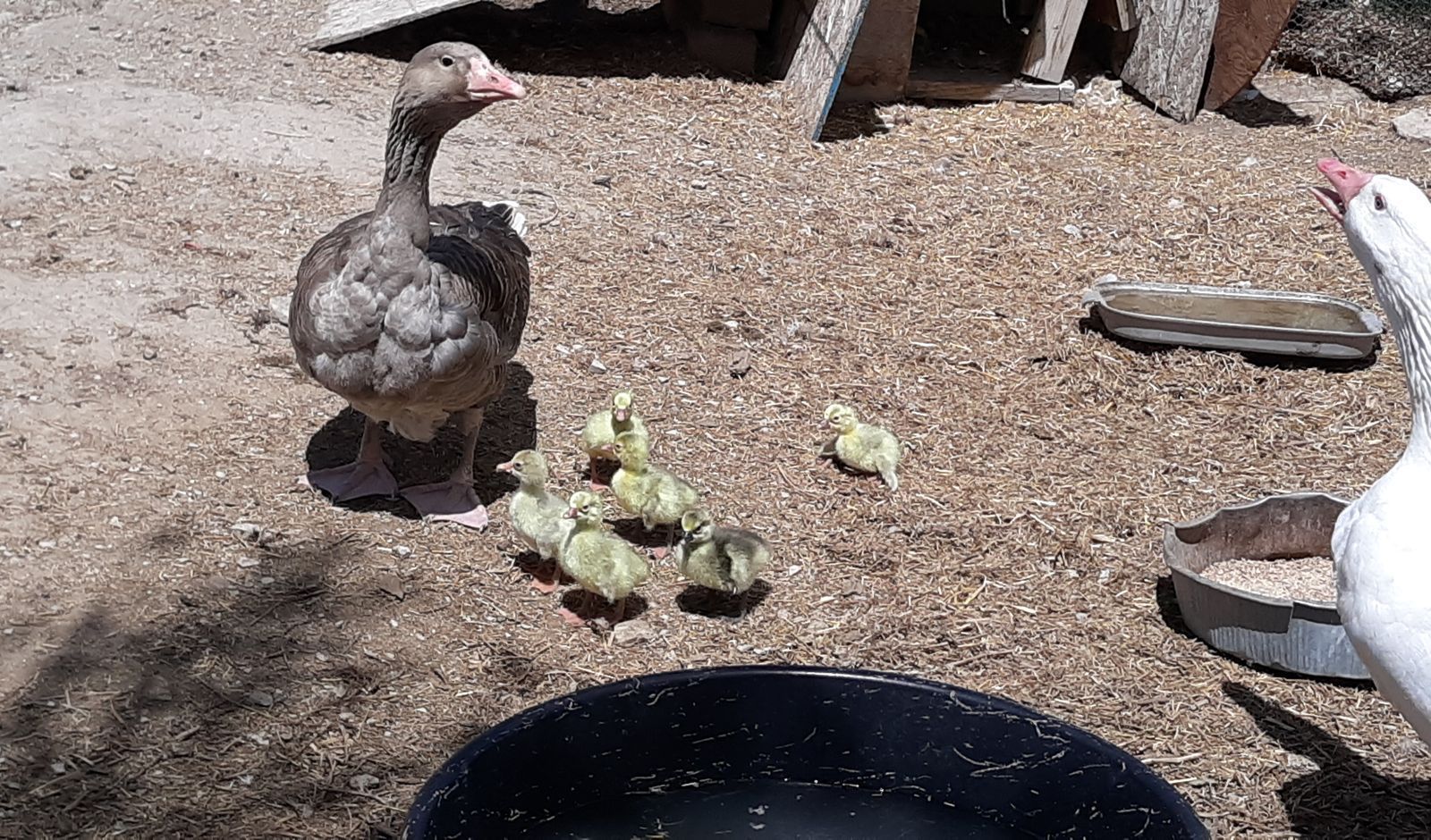goslings - baby geese