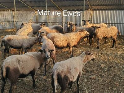 Mature Ewes and Ram Livestock Group