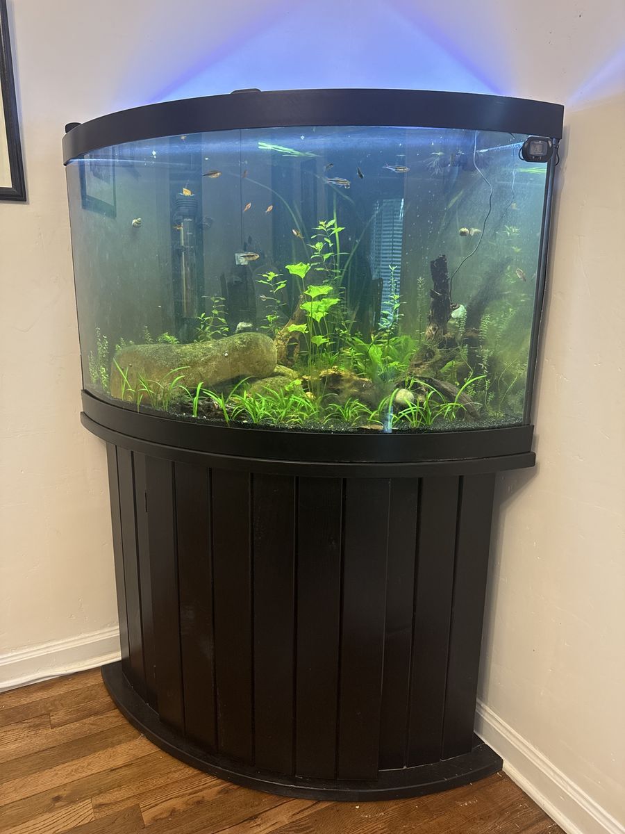55 Gallon Corner Tank With Stand - Full Set Up