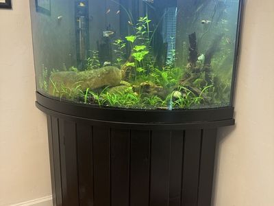 55 Gallon Corner Tank With Stand - Full Set Up