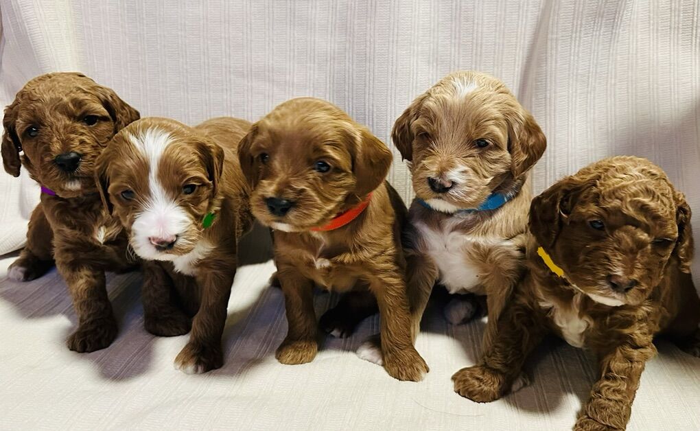 Valentines Day Mini Labradoodle Puppies