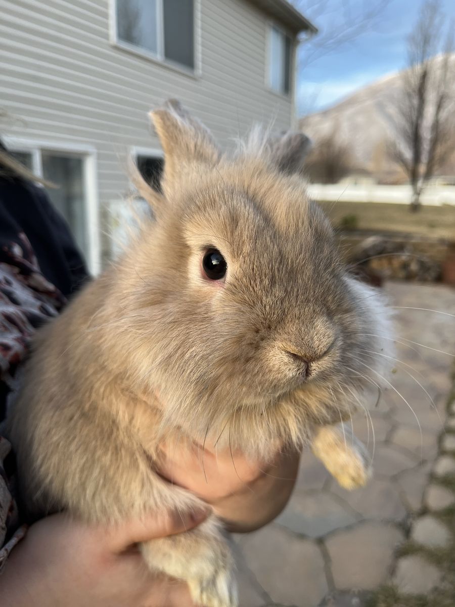 Lion head mix bunnies