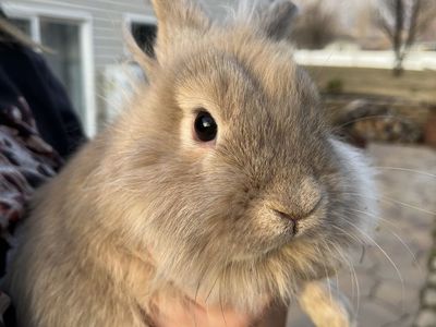 Lion head mix bunnies
