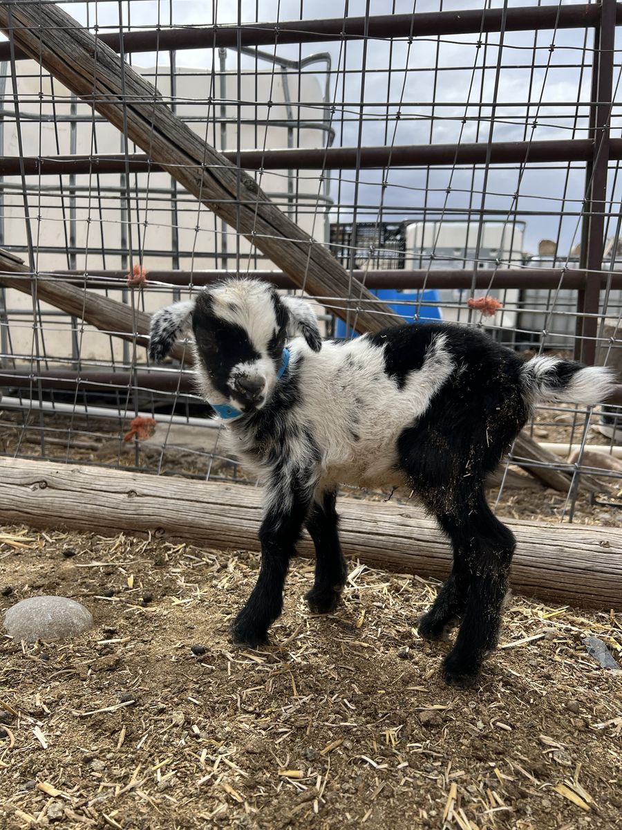 Nigerian Dwarf Bottle Baby Buckling