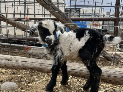 Nigerian Dwarf Bottle Baby Buckling