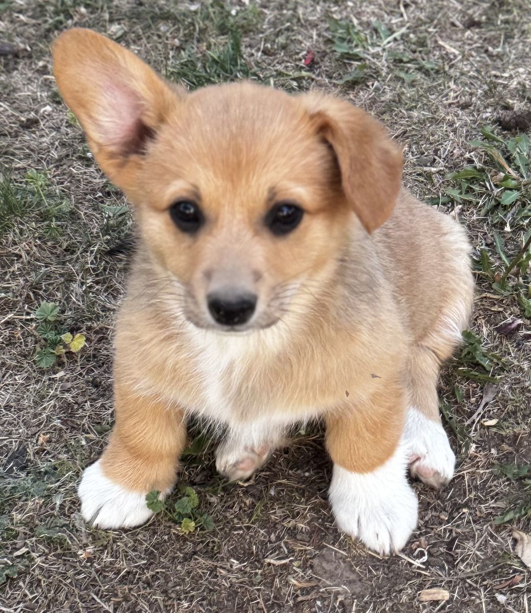 Pembroke Welsh Corgi Puppies