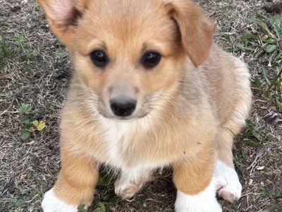 Pembroke Welsh Corgi Puppies