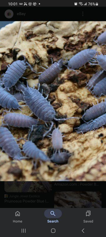powder blue isopods