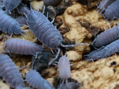 powder blue isopods