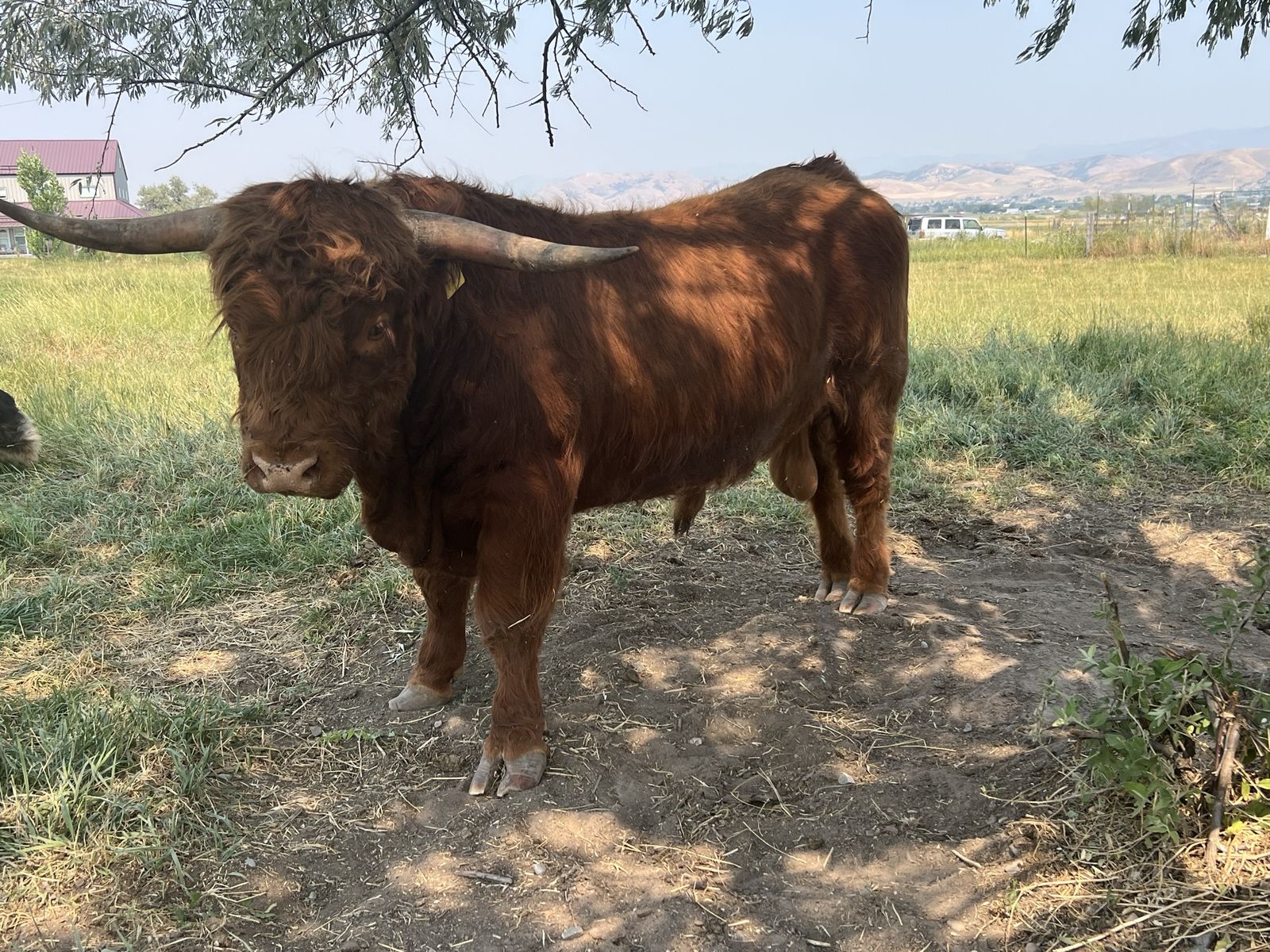 2yr Old Registered Scottish Highland Bull