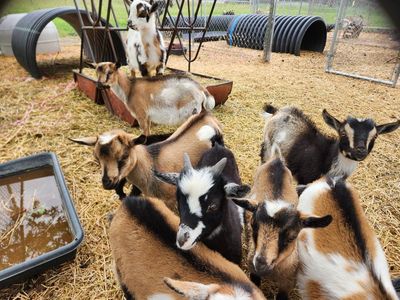 Nigerian Dwarf weed eaters