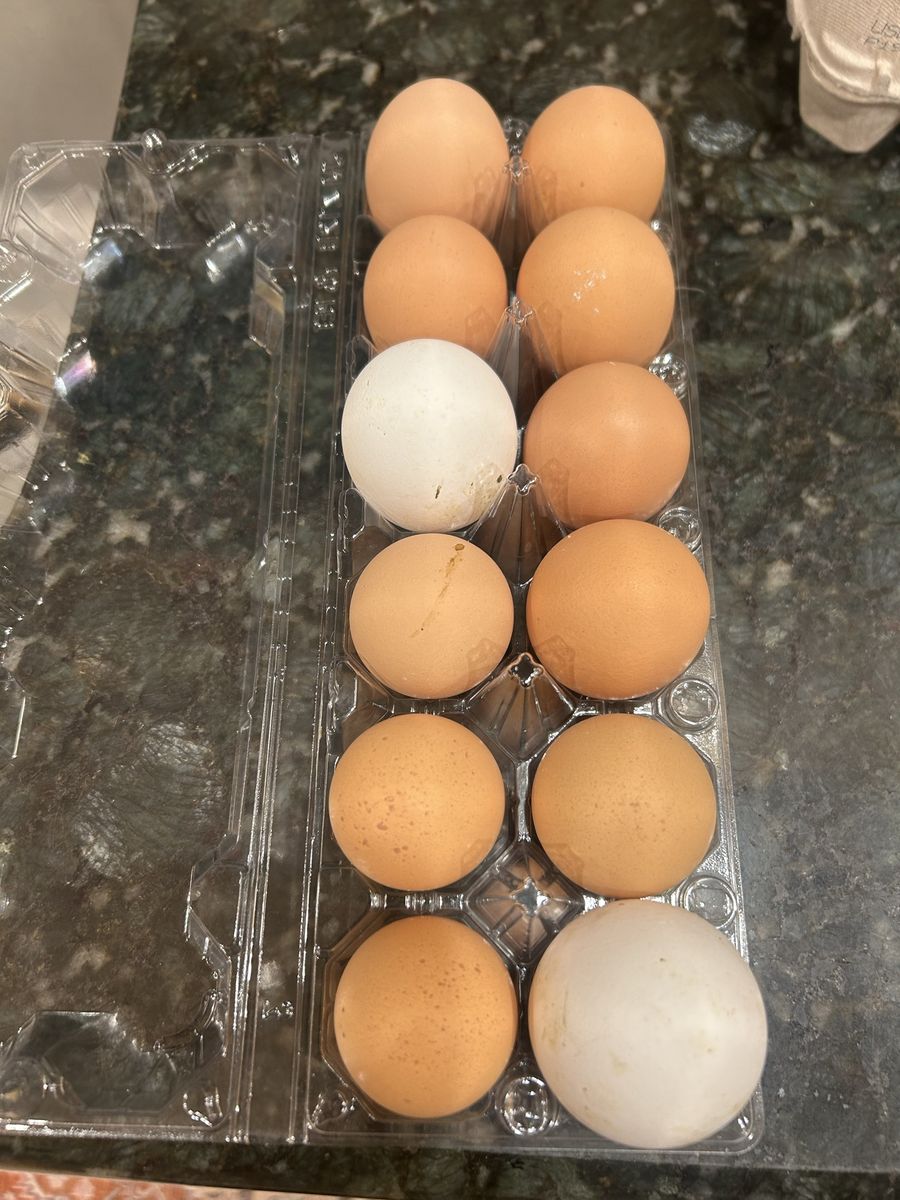 Hatching Eggs - True Blue Rooster